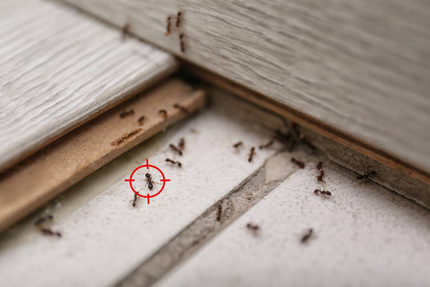 Best Wildlife Control Services  in Narrows, VA