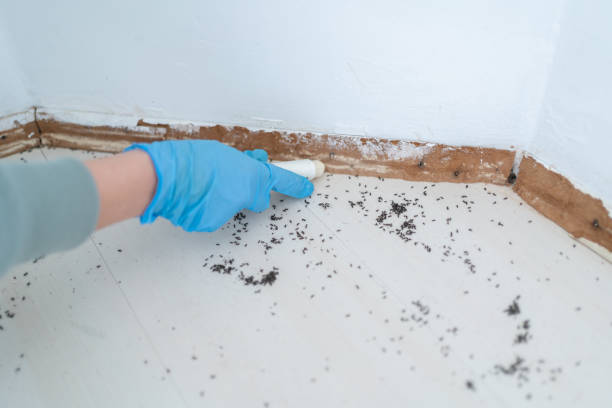 Best Affordable Pest Control Services  in Narrows, VA